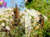 95081 – Photo : Patrick Le Mao – France (22)