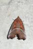 95311 – Photo : Patrick Le Mao – France (35)