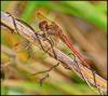 95976 – Photo : Josselyne Bayle – France (33)