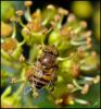 95684 – Photo : Josselyne Bayle – France (33)