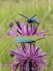 95231 – Photo : Annie Schaetzel – France (57)