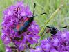 95815 – Photo : Annie Schaetzel – France (57)