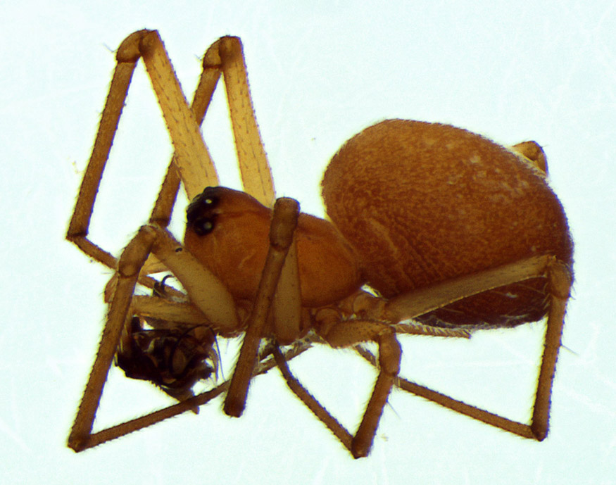 Pierre OGER - Nematogmus sanguinolentus - réf. 95745 (875 x 689 pixels, 163 ko)