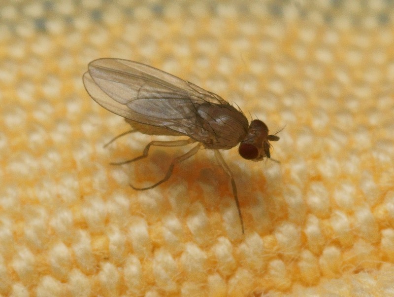 Pierre Gros - Drosophila sp. - réf. 95074 (800 x 602 pixels, 145 ko)