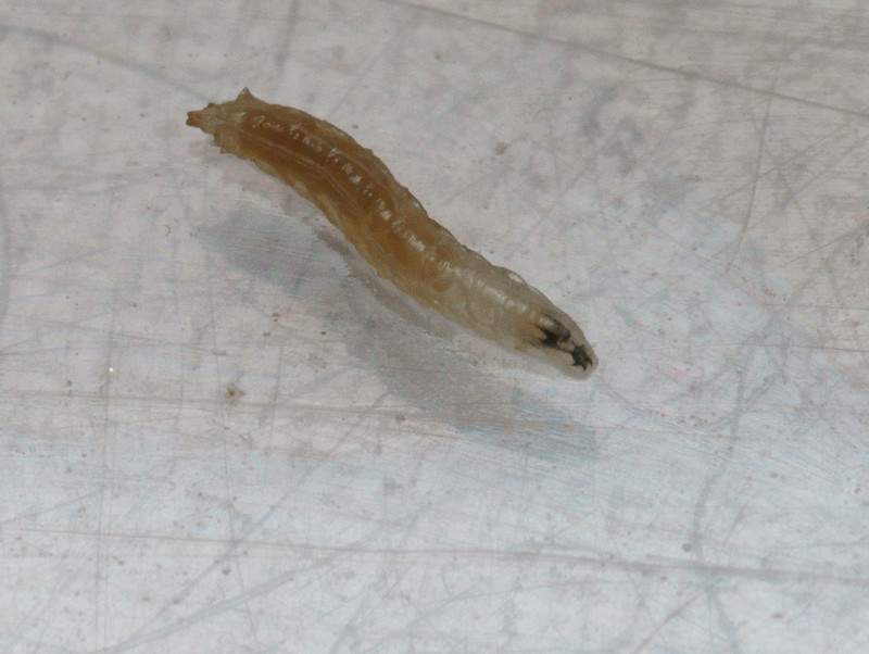 Pierre Gros - Drosophila sp. - réf. 95071 (800 x 602 pixels, 132 ko)