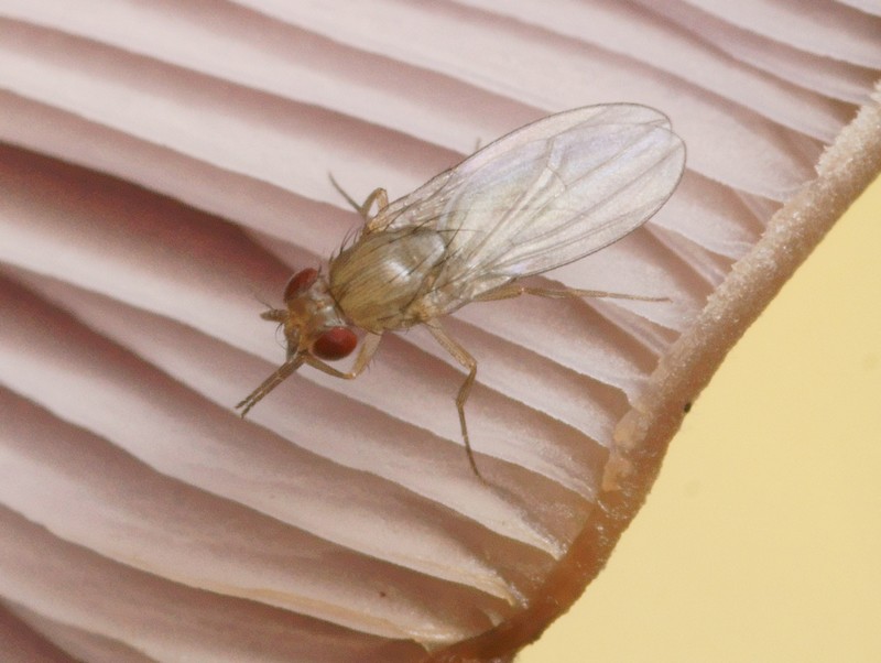 Pierre Gros - Drosophila sp. - réf. 95075 (800 x 602 pixels, 131 ko)