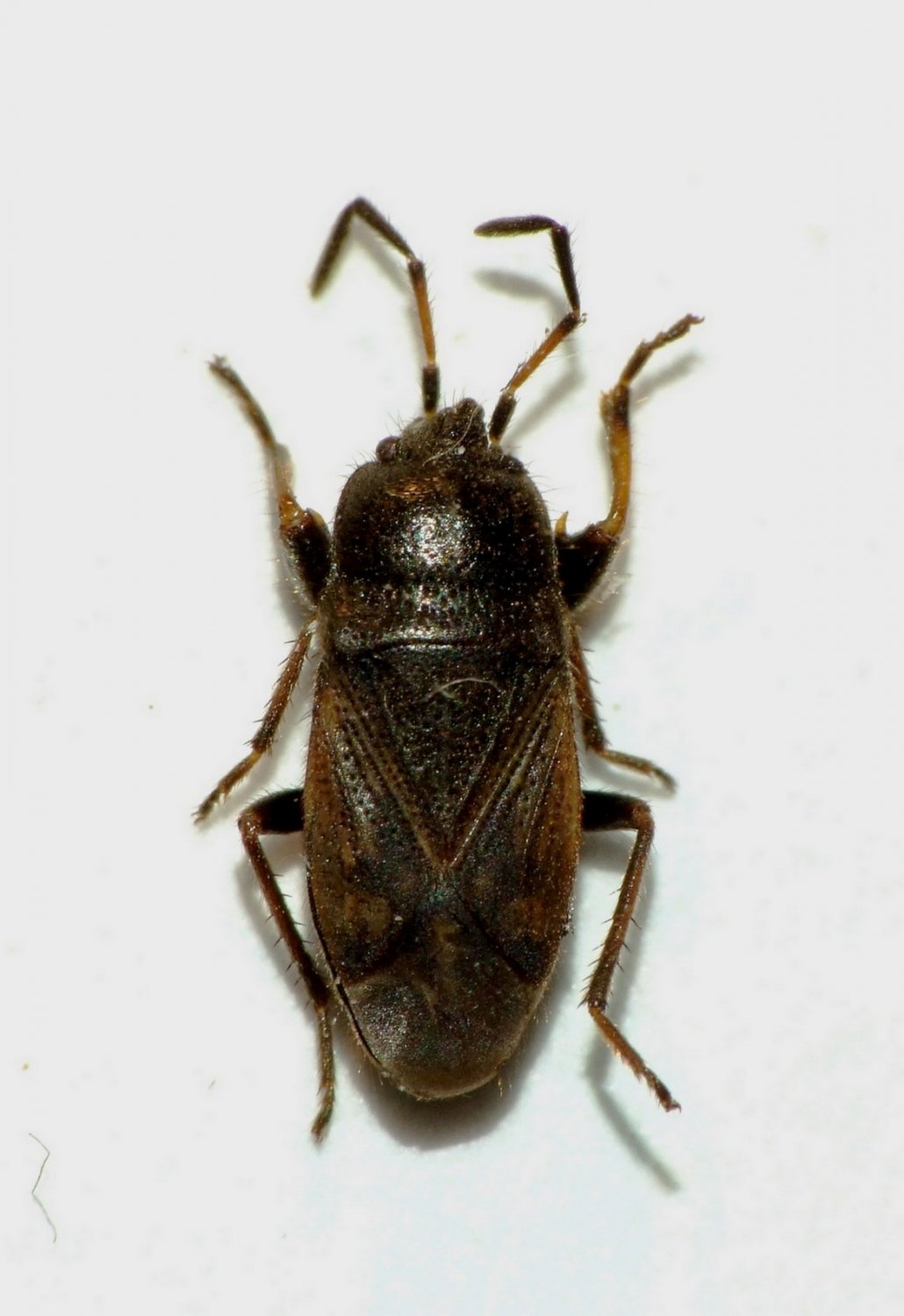 Magalie Mazuy - Megalonotus chiragra - réf. 95208 (1030 x 1500 pixels, 123 ko)