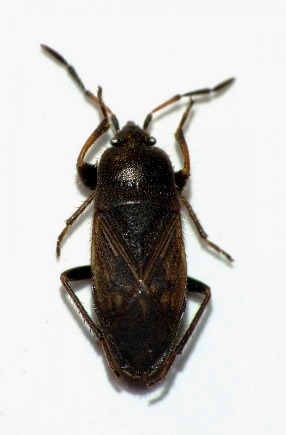 Magalie Mazuy - Megalonotus chiragra - réf. 95209 (988 x 1500 pixels, 123 ko)