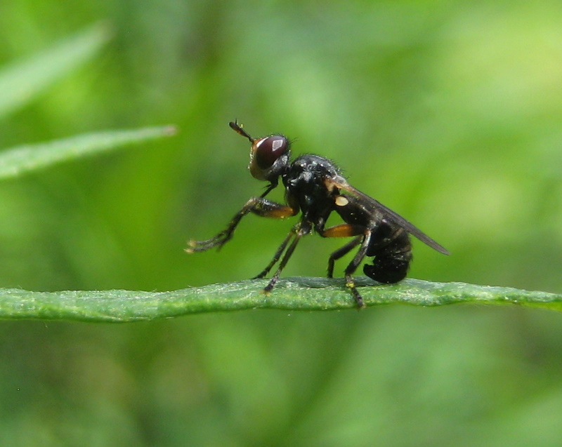 clovis - Thecophora sp. - réf. 95199 (800 x 637 pixels, 136 ko)