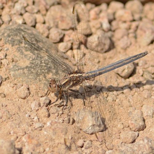 Orthetrum taeniolatum