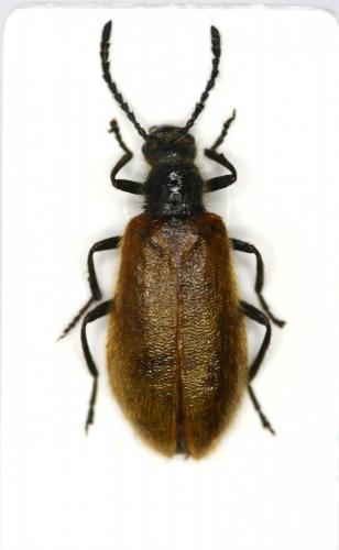 Lagria sp.