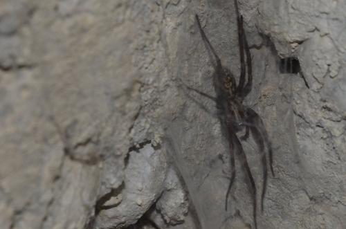 Tegenaria sp.
