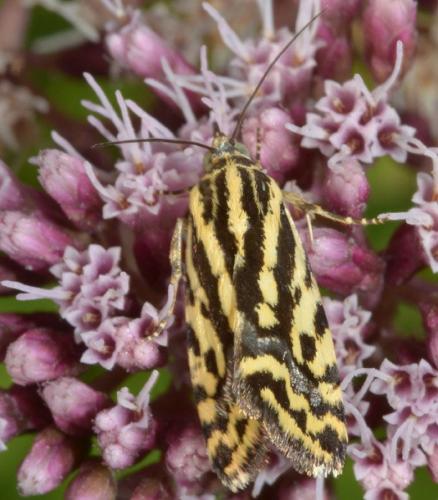 Réf. 96 313 : Acontia trabealis