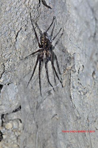 Tegenaria sp.