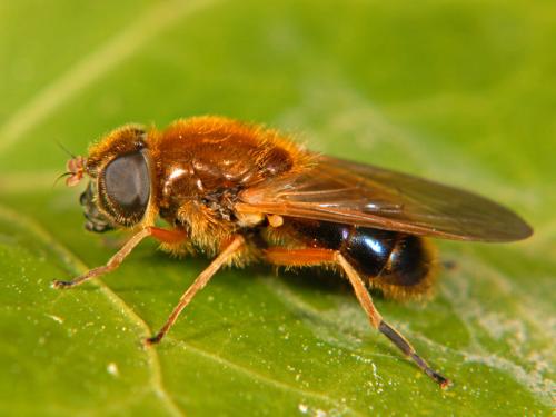 Cheilosia albipila