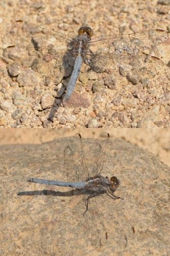 Orthetrum taeniolatum