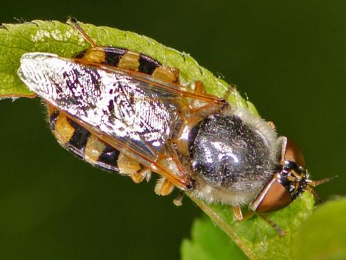 Réf. 96 904 : Odontomyia ornata