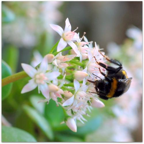 Bombus terrestris