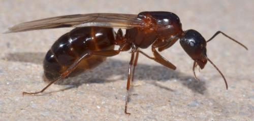 Camponotus sylvaticus