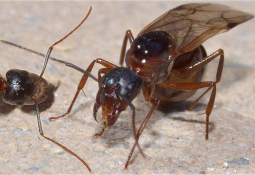 Camponotus sylvaticus