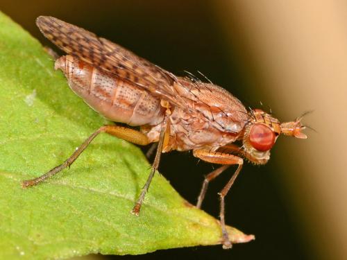 Réf. 96 924 : Pherbina coryleti