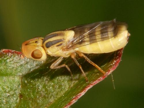 Réf. 96 583 : Chlorops sp.