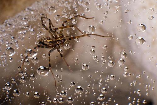 Eratigena inermis