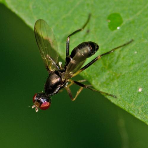 Nemopoda nitidula