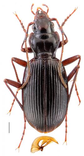 Nebria lafresnayi