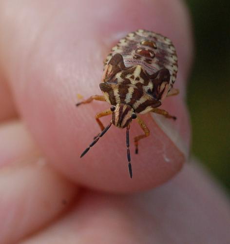 Réf. 96 405 : Carpocoris sp.