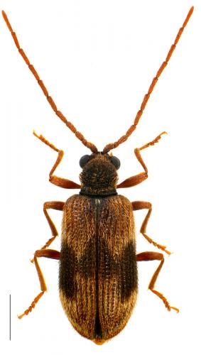 Réf. 96 903 : Ptinus italicus