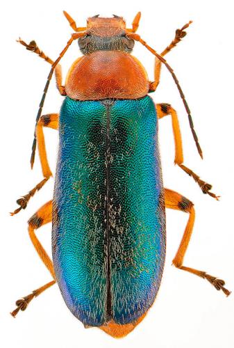 Osphya aeneipennis