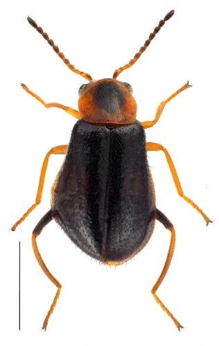 Attalus analis