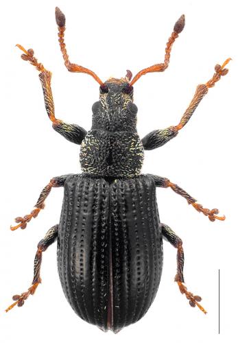 Réf. 96 966 : Phyllobius viridicollis