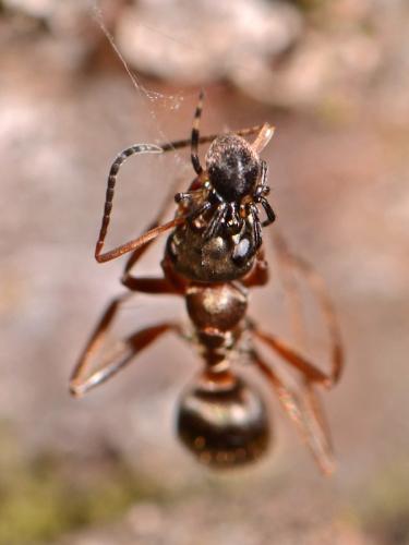 Lasaeola tristis