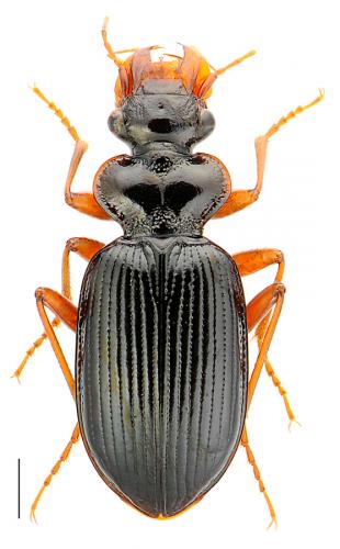 Leistus sardous