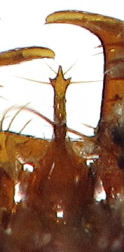 Leistus sardous