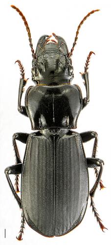 Percus corsicus