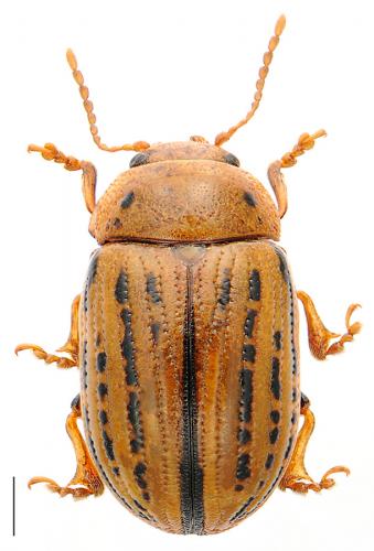 Gonioctena lineata