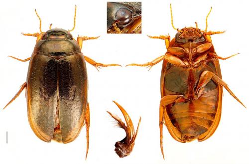 Agabus bipustulatus