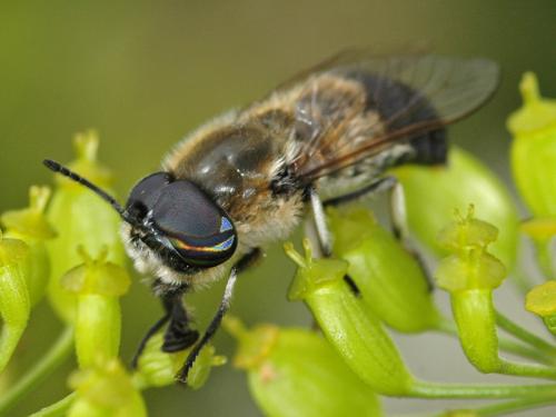Réf. 96 871 : Heptatoma pellucens