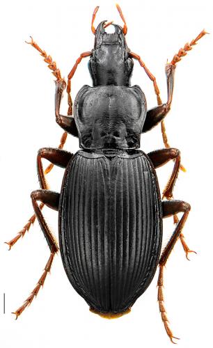 Laemostenus carinatus