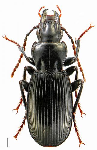 Pterostichus ambiguus