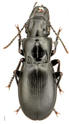 Percus grandicollis