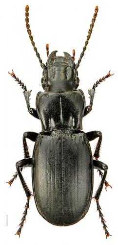 Percus reichei