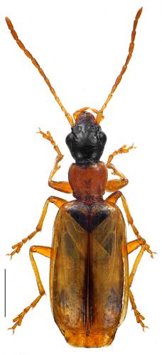 Réf. 96 946 : Demetrias atricapillus