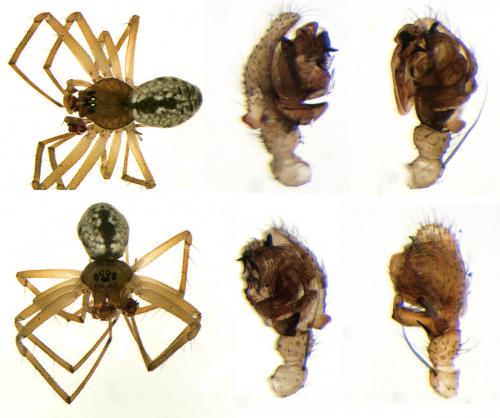 Réf. 96 867 : Agnyphantes expunctus