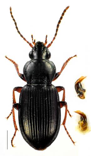 Réf. 96 184 : Pterostichus strenuus