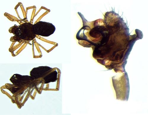 Réf. 96 868 : Araeoncus humilis