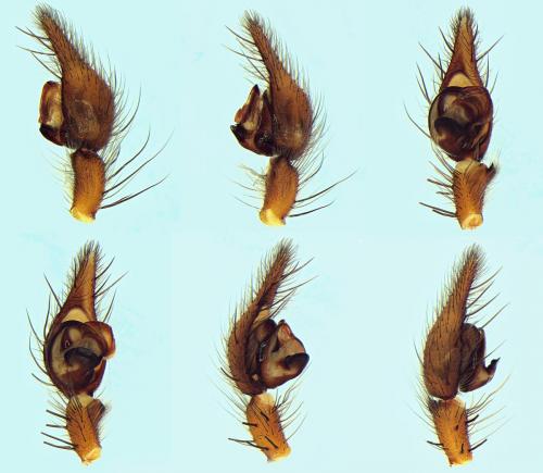 Eratigena inermis